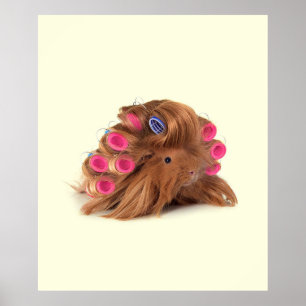 Poster Cochon de Guinée   Drôle Curly Guinea Pig Lover Do