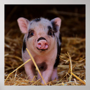 Poster Cochon doux
