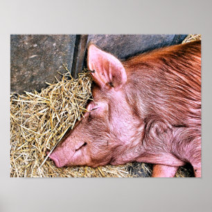 POSTER COCHON MIGNON