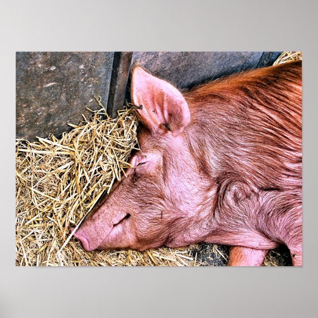 POSTER COCHON MIGNON (Devant)