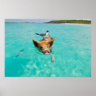 Poster Cochon mignon nageant dans l'eau
