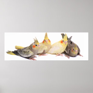 Poster Cockatiles
