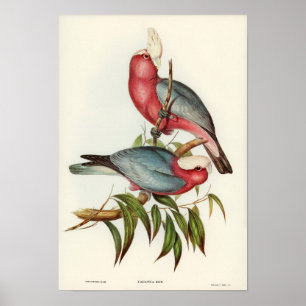 Poster Cockatoo à la poitrine rose par Elizabeth Gould