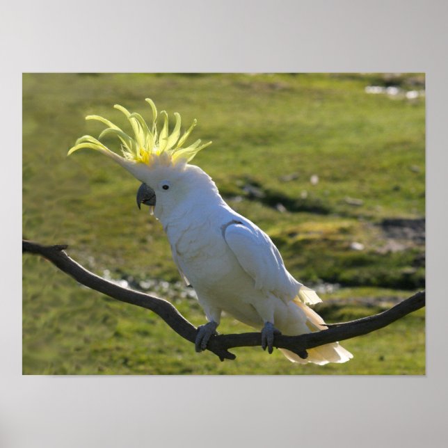 Poster Cockatoo à pois de soufre jaune australien (Devant)
