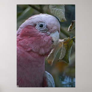 Poster Cockatoo à poitrine Rose