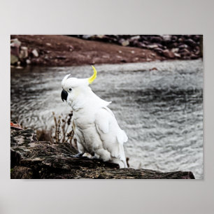 Poster Cockatoo À Pot De Soufre
