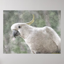 Cockatoo australien au soufre limité