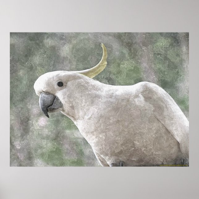 Poster Cockatoo australien au soufre limité (Devant)
