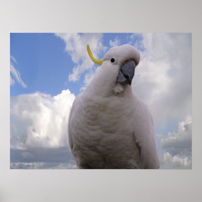 Poster Cockatoo blanc (Devant)