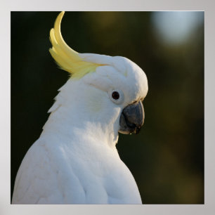 Poster Cockatoo blanc exotique