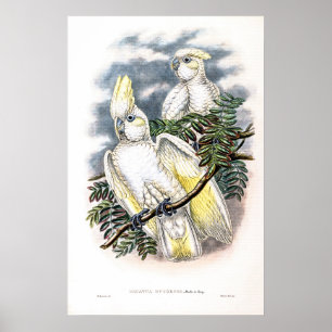Poster Cockatoo de Ducorps vintage par John Gould