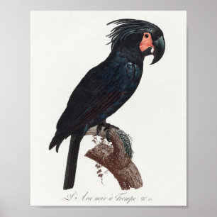 Poster Cockatoo de palme, perroquet de probosciger