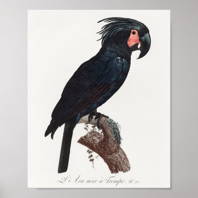 Poster Cockatoo de palme, perroquet de probosciger (Devant)