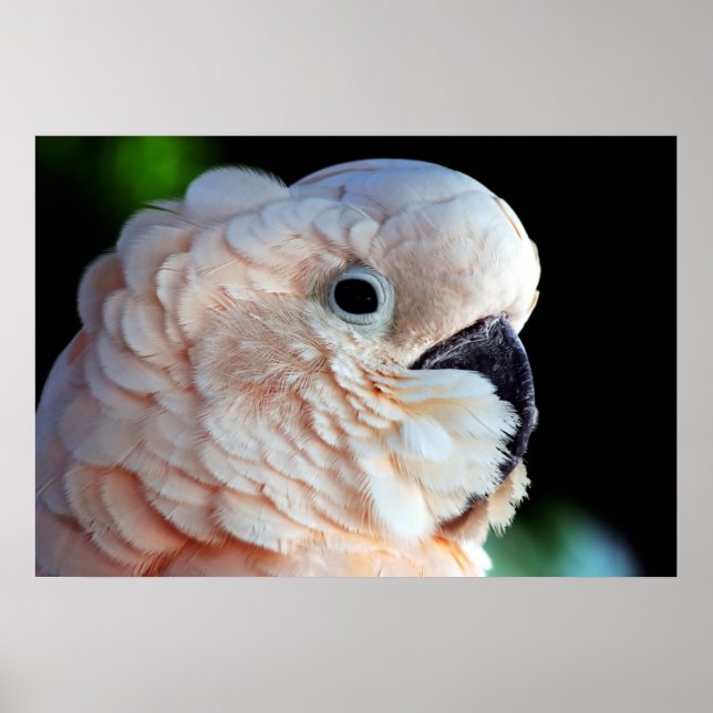 Poster Cockatoo Moluccan (Devant)