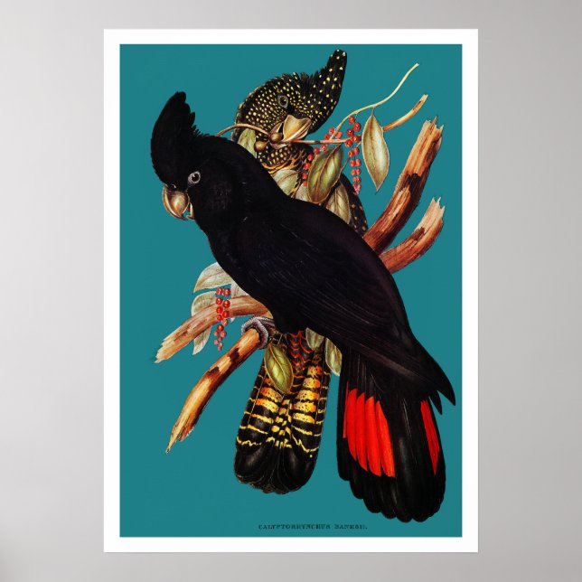 Poster Cockatoo noir vintage | Elizabeth Gould 1800s (Devant)