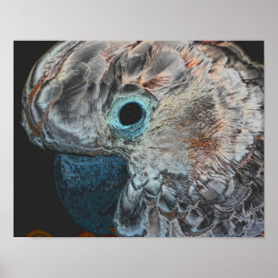 Poster Cockatoo rose Molucca Parrot Art