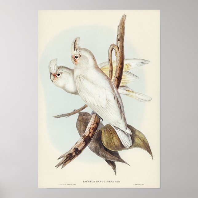 Poster Cockatoo taché de sang par Elizabeth Gould (Devant)
