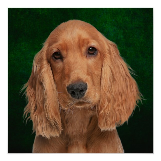 Poster Cocker Spaniel (Devant)