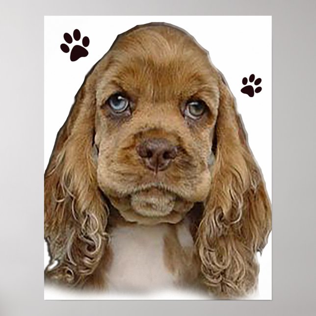 Poster Cocker spaniel (Devant)