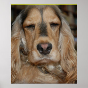 Poster Cocker Spaniel