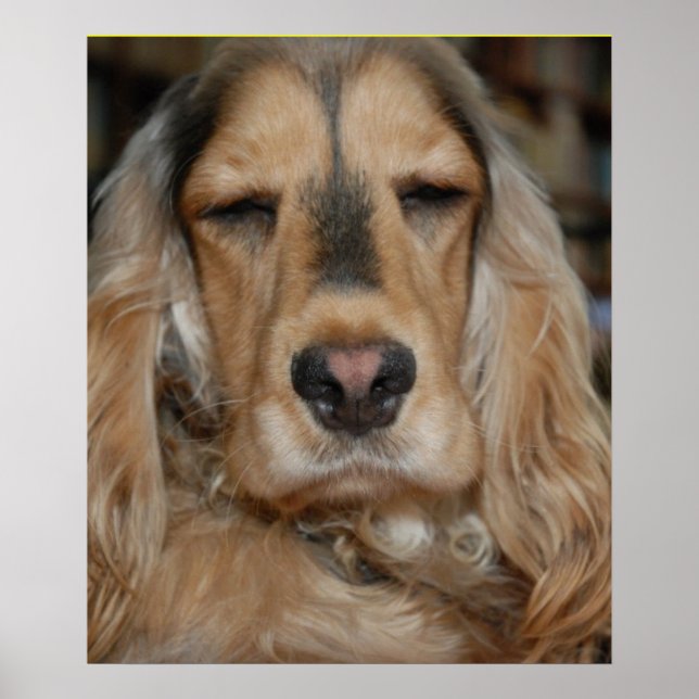 Poster Cocker Spaniel (Devant)