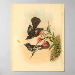 Poster Cockerells Fantail Flycatcher Bird Imprimer Vintag