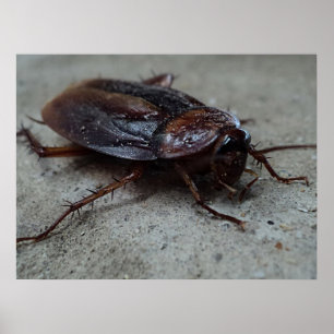 Poster Cockroach