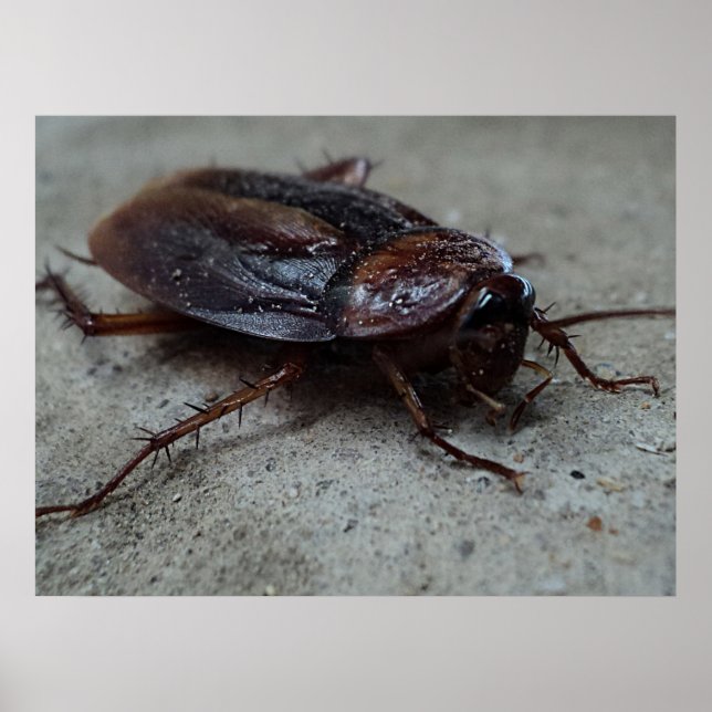 Poster Cockroach (Devant)