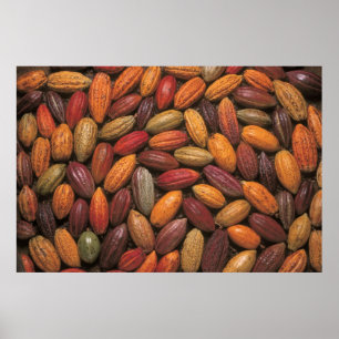 Poster Cocoa pods