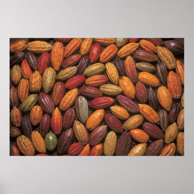 Poster Cocoa pods (Devant)