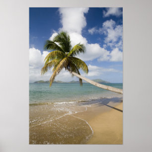Poster Coconut Grove Beach à Cades Bay, avec St.