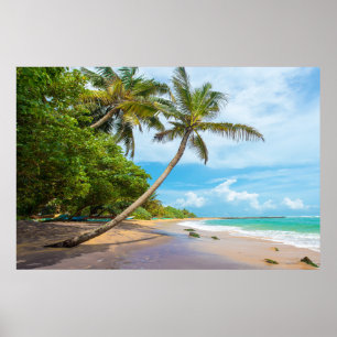 Poster Coconut Palm, Mirissa Beach Sri Lanka