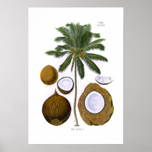 Poster Cocos nucifera (coconut palm)