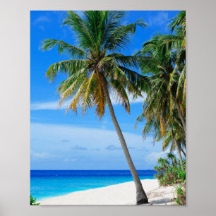 Poster Cocotier de plage