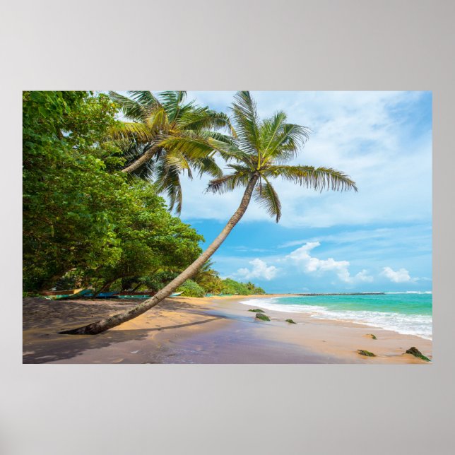 Poster Cocout Palm, plage de Mirissa | Sri Lanka (Devant)