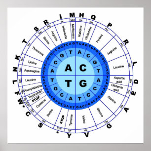 Poster Code génétique génétique Cercle Gène Codon Amino A