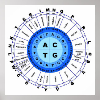 Poster Code génétique génétique Cercle Gène Codon Amino A