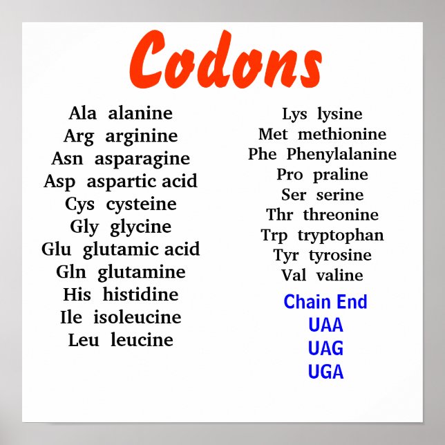 Poster Codons (Devant)