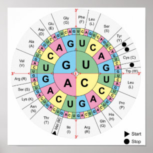 Poster Codons Amino Acids Table Code génétique ADN