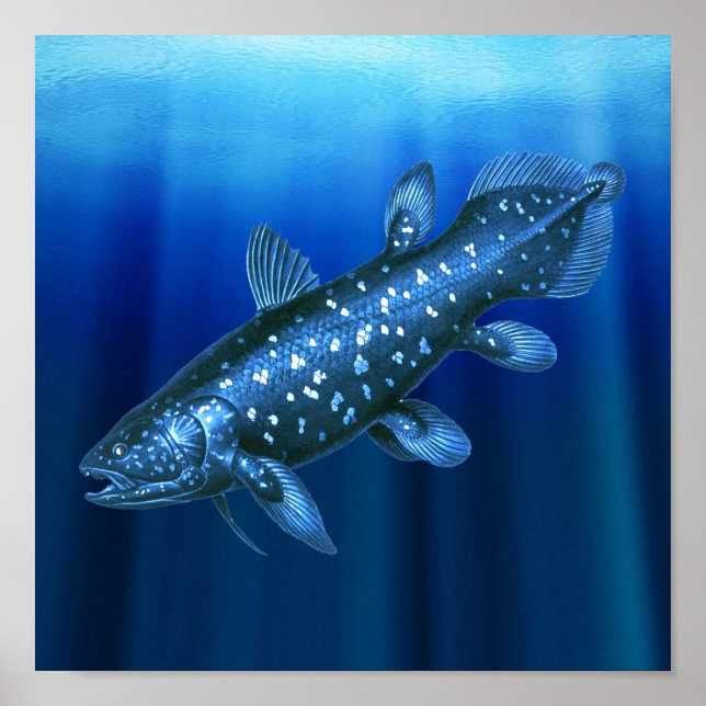 Poster Coelacanth (Devant)