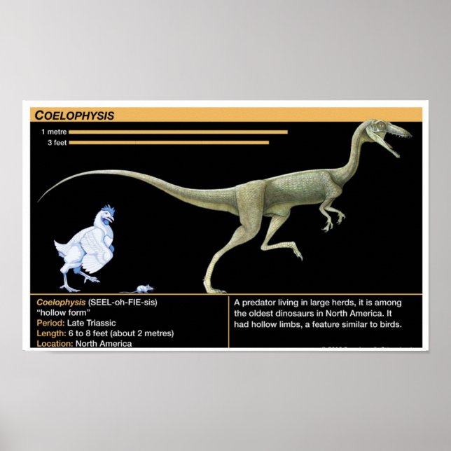 Poster Coelophysis - Biology Jurassic (Devant)
