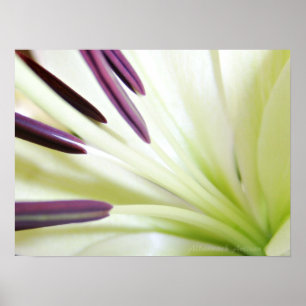 Poster Coeur de la Lily Art Floral Photographie