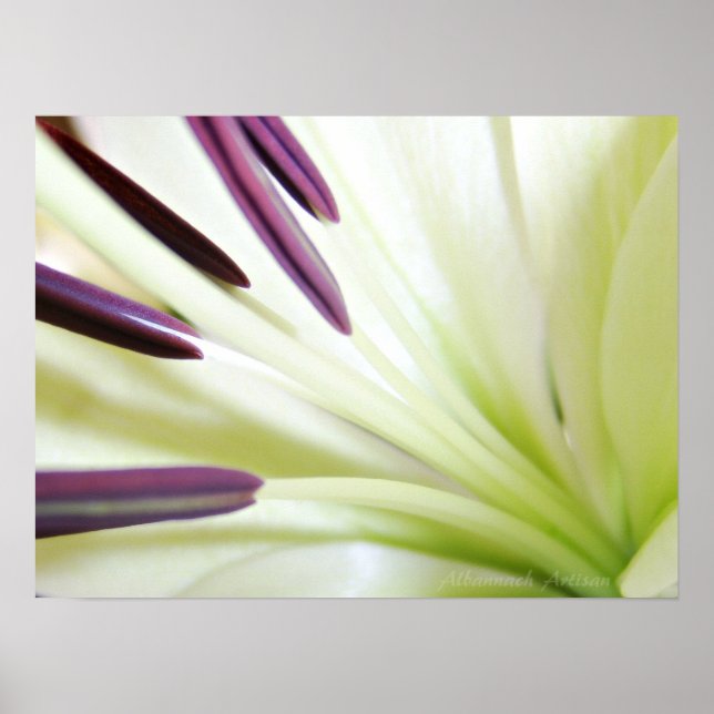 Poster Coeur de la Lily Art Floral Photographie (Devant)