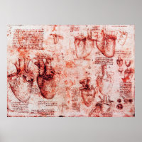 Coeur Et Ses Vaisseaux Sanitaires Léonard De Vinci