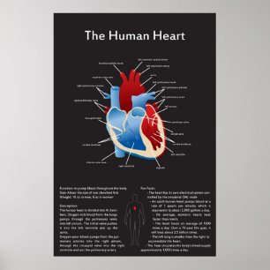 Poster Coeur humain