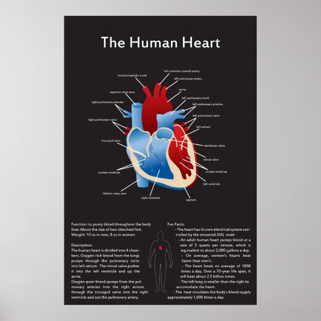 Poster Coeur humain (Devant)