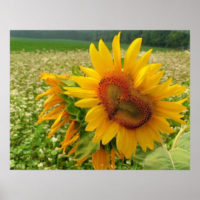 Poster Coeur sauvage, Fleurs de soleil, Imprimantes (Devant)
