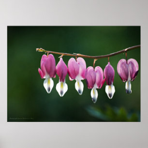 Poster Coeurs dainty Imprimer