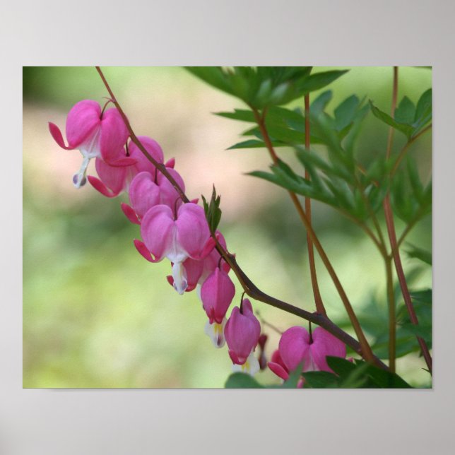 Poster Coeurs saignants roses Fleur (Devant)