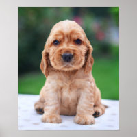 Coker Spaniel